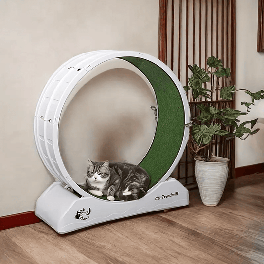 Easyclean | Large 80.01cm Cat Exercise Wheel with Soft Carpeted Runway – Durable ABS Plastic Indoor Treadmill for Cats, Stable Design, Easy-Clean Removable Mat, Safety Brake, and Comfortable Paw Touch