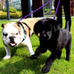 JOYTALE Reflective Dual Leash for 2 Dogs - No Tangle Walking Leash with Comfortable Handle